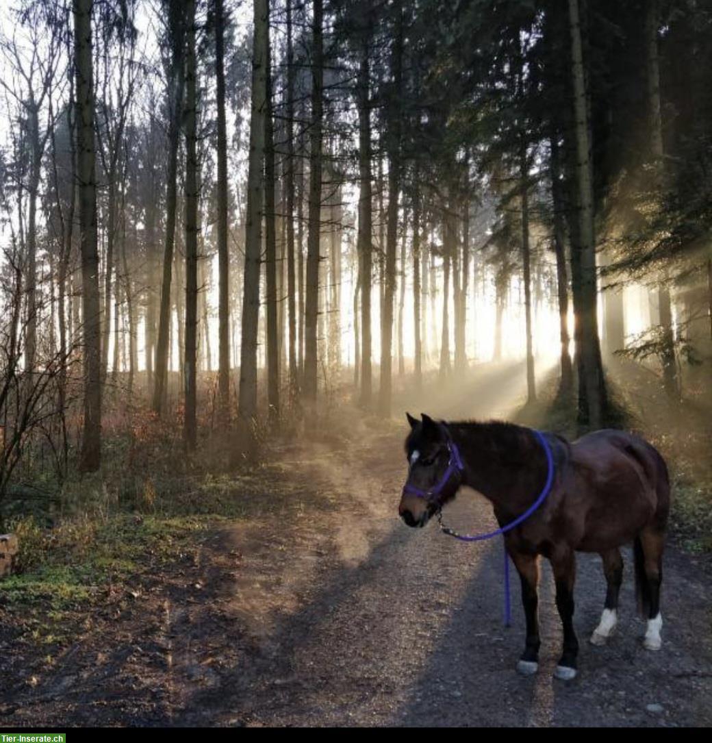 Bild 2: Biete Reitbeteiligung auf Pony Stute nähe Stadt Zürich