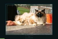 Ragdoll Deckkater, reinrassig