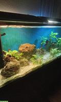 Aquarium mit Licht + Pumpe (ohne Fische) zu verschenken