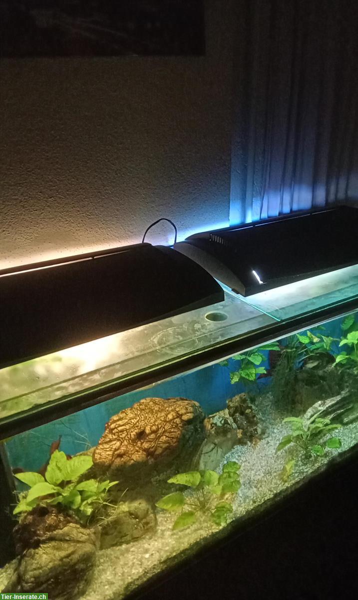 Bild 2: Aquarium mit Licht + Pumpe (ohne Fische) zu verschenken