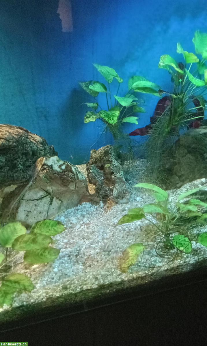 Bild 3: Aquarium mit Licht + Pumpe (ohne Fische) zu verschenken