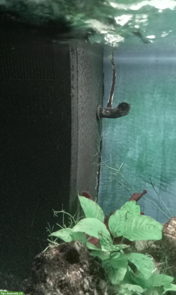 Bild 4: Aquarium mit Licht + Pumpe (ohne Fische) zu verschenken