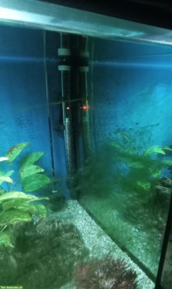 Bild 5: Aquarium mit Licht + Pumpe (ohne Fische) zu verschenken