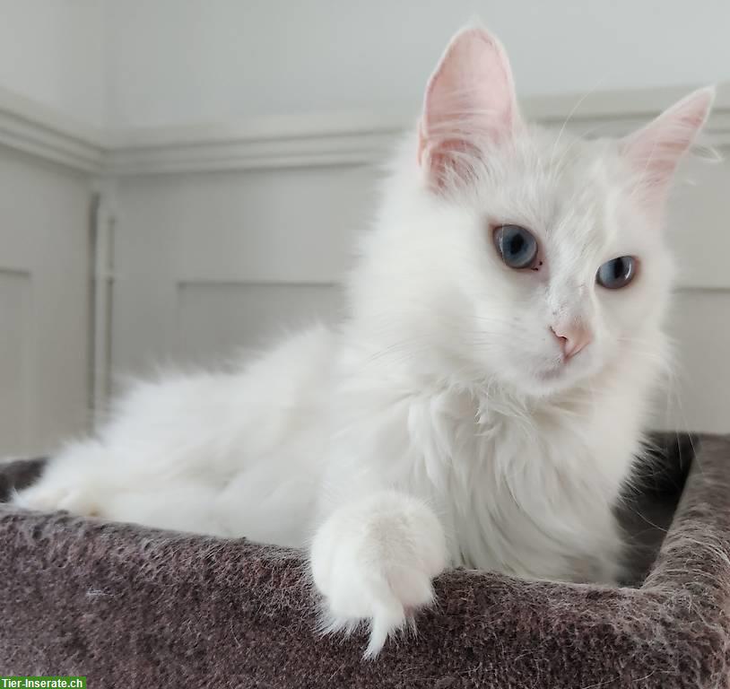 Weisse Türkisch Angora Geschwisterkatzen, männlich + weiblich