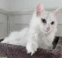 Weisse Türkisch Angora Geschwisterkatzen, männlich + weiblich