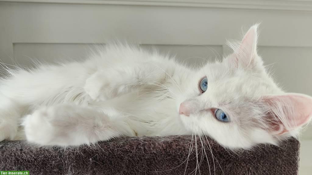 Bild 2: Weisse Türkisch Angora Geschwisterkatzen, männlich + weiblich