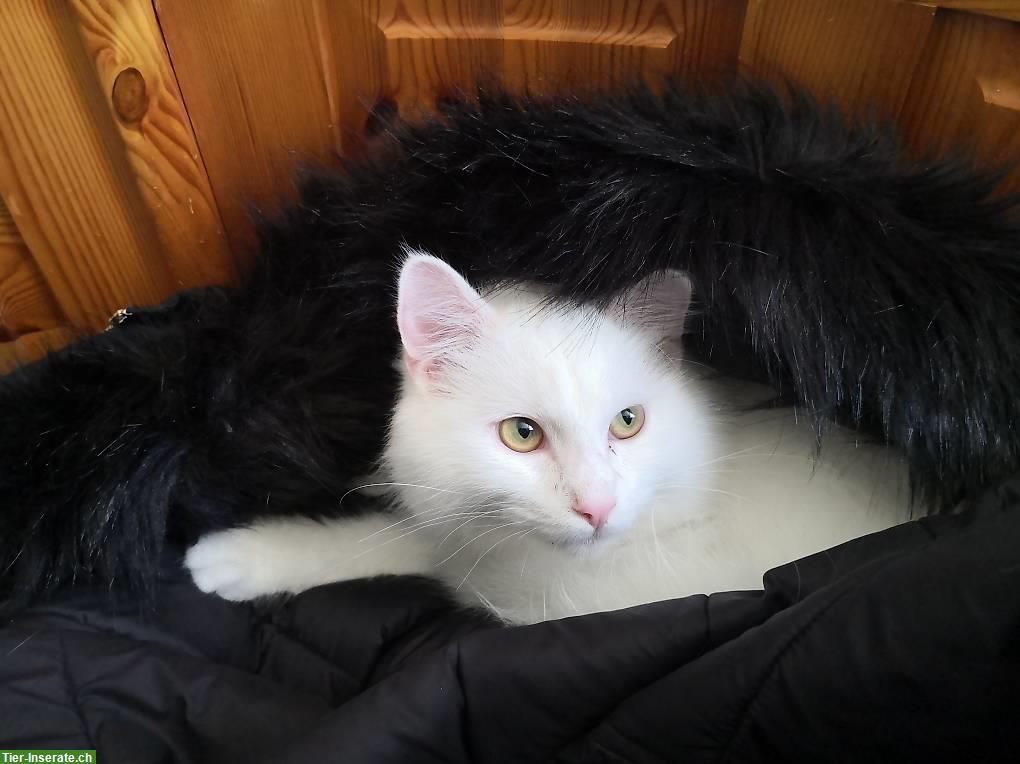 Bild 3: Weisse Türkisch Angora Geschwisterkatzen, männlich + weiblich