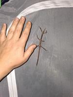 Biete Phasmiden / Achrioptera manga Ex. Achrioptera fallax