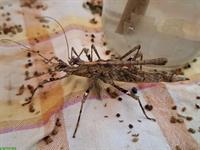 Phasmiden / Sungaya inexpectata abzugeben