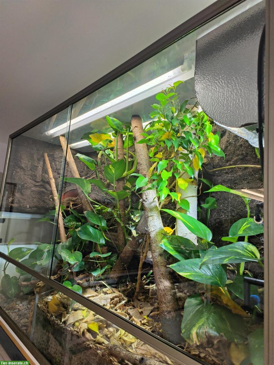 Bioaktives Terrarium, LxBxH 130x50x80cm