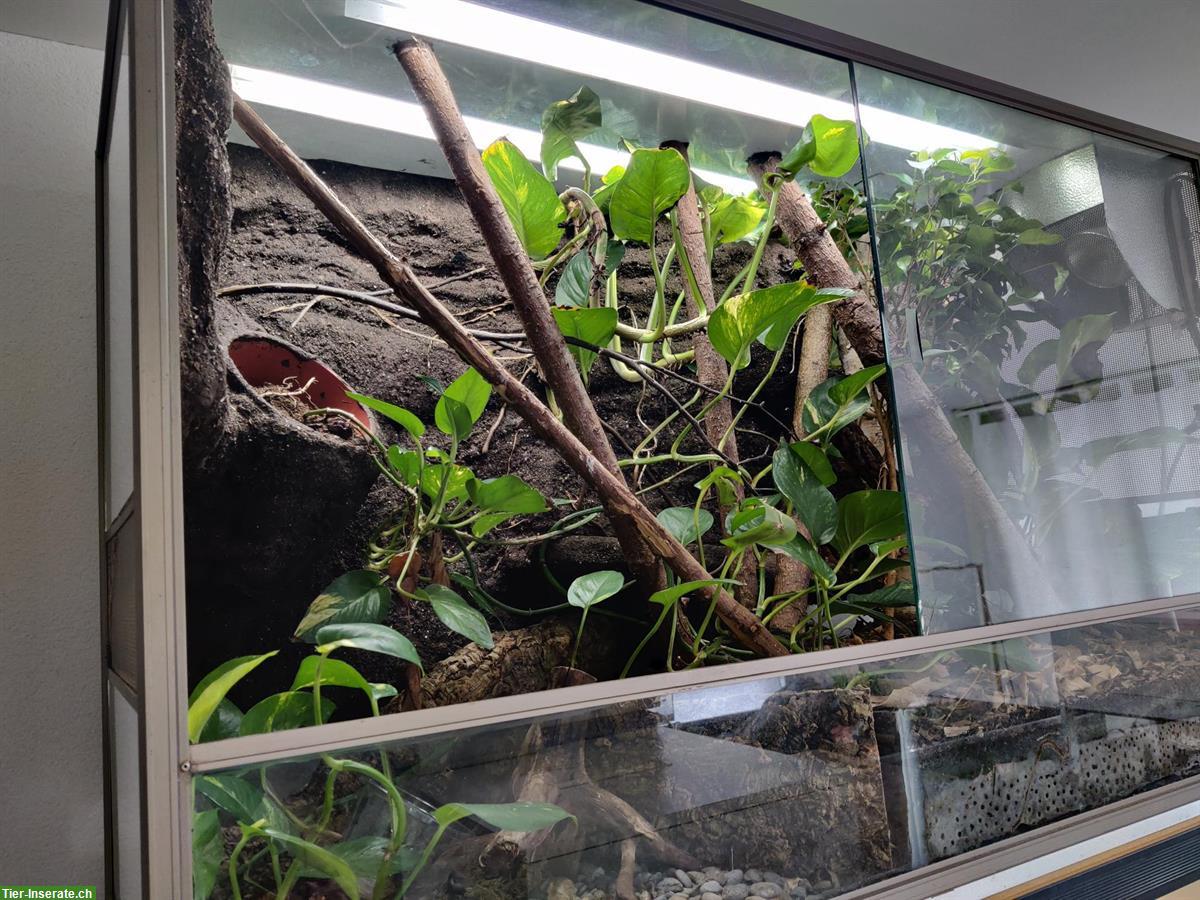Bild 3: Bioaktives Terrarium, LxBxH 130x50x80cm