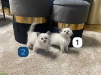 Birma x Perser Mix Kitten zu verkaufen