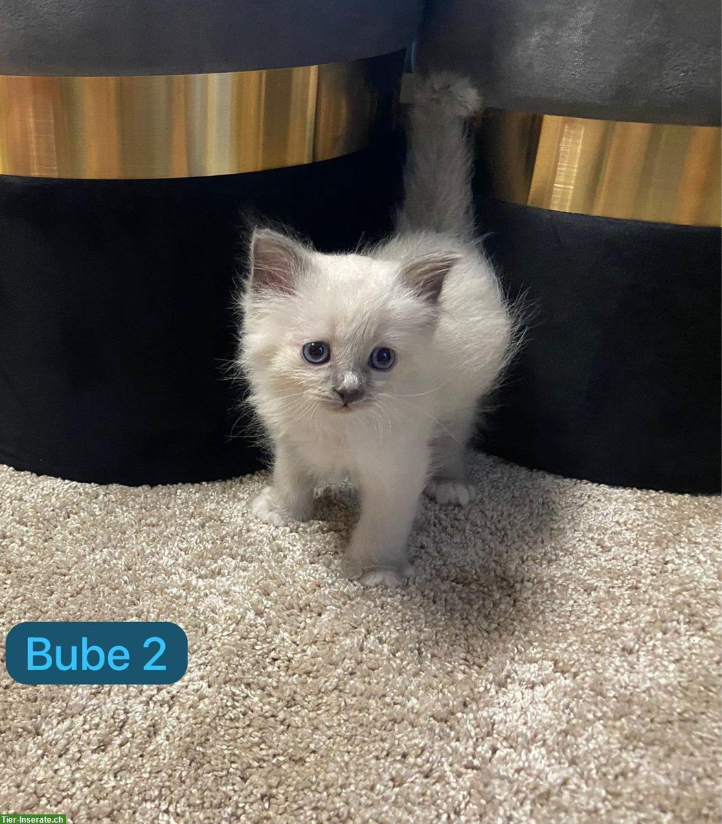 Bild 2: Birma x Perser Mix Kitten zu verkaufen