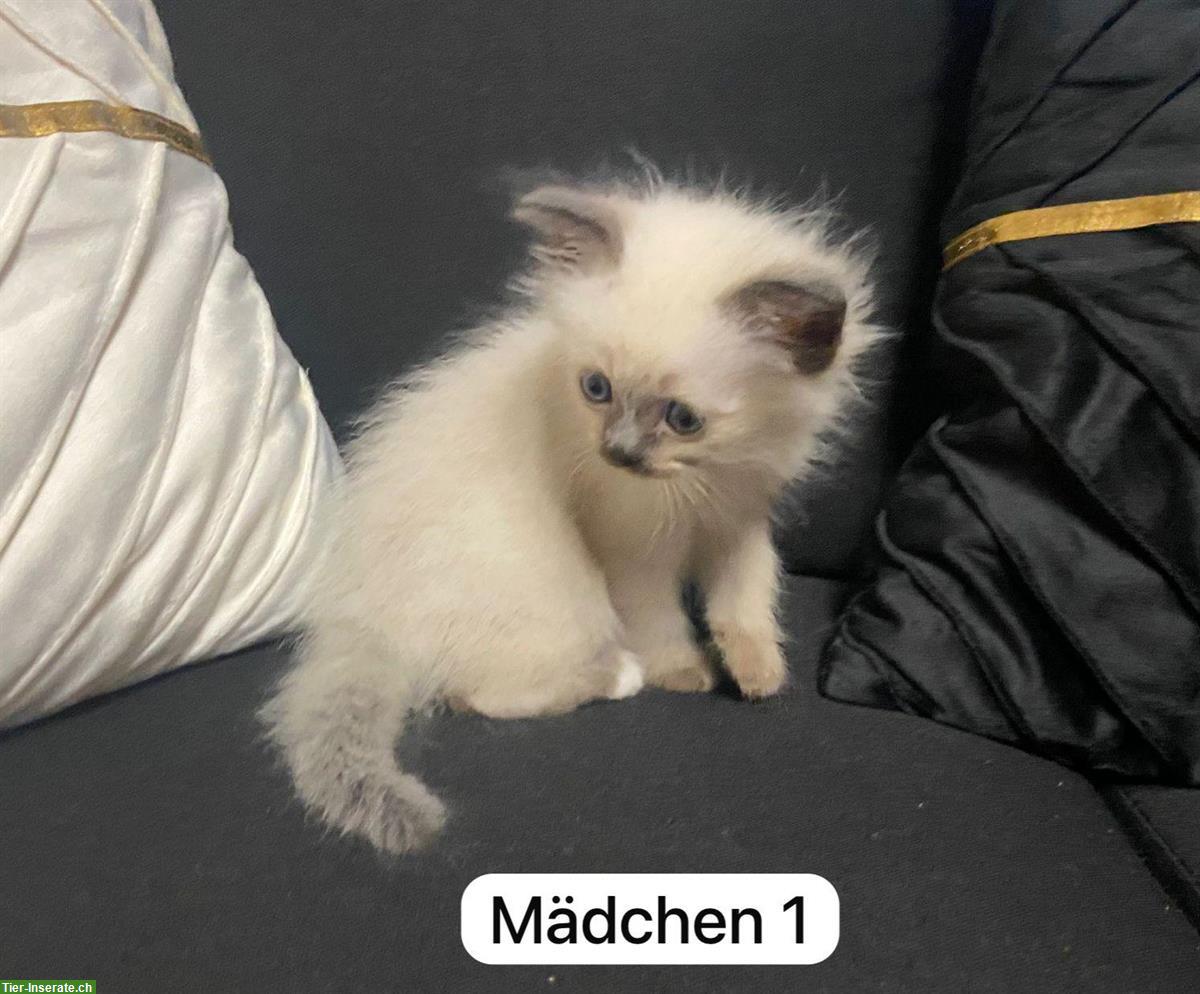 Bild 3: Birma x Perser Mix Kitten zu verkaufen