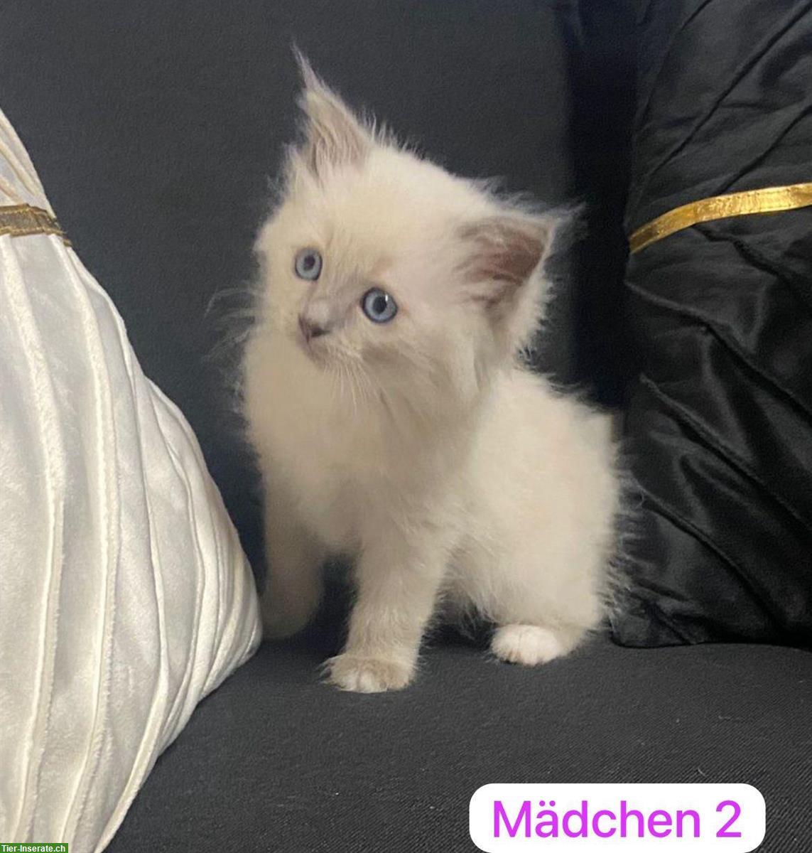 Bild 4: Birma x Perser Mix Kitten zu verkaufen