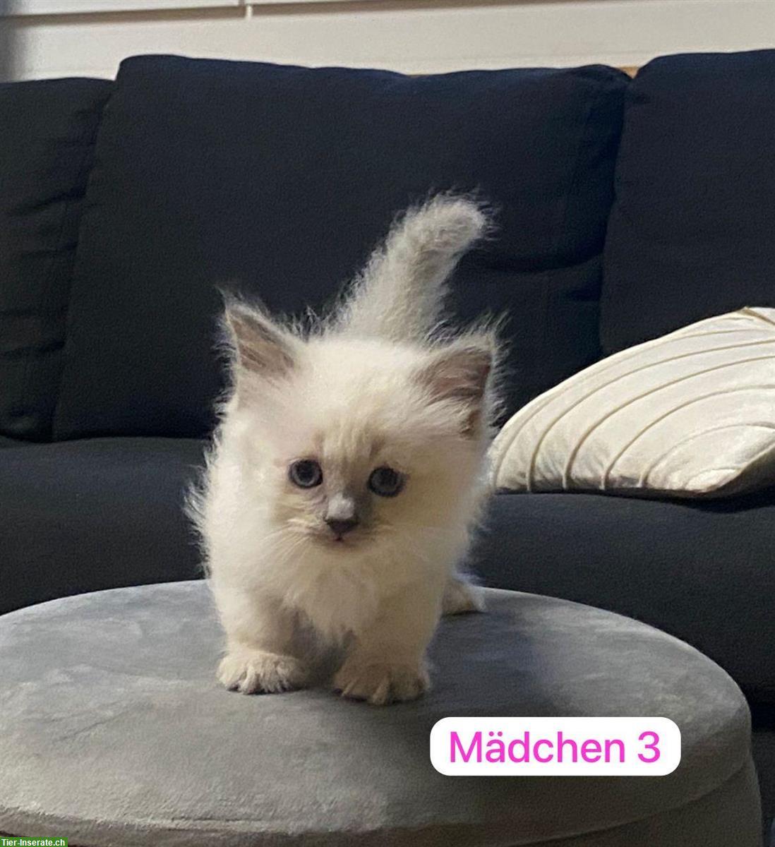 Bild 5: Birma x Perser Mix Kitten zu verkaufen