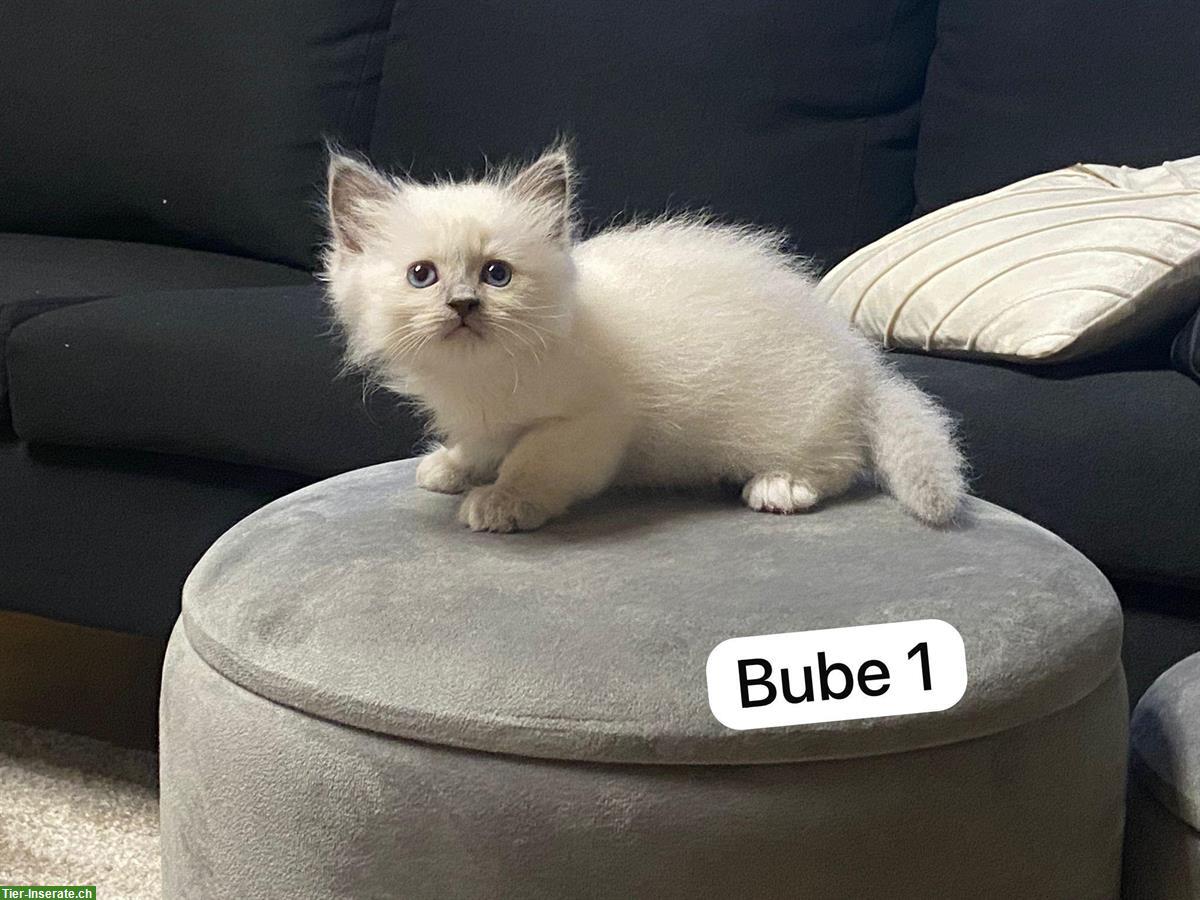 Bild 6: Birma x Perser Mix Kitten zu verkaufen