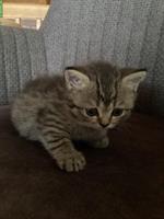 Junge Mischling Kitten aus kleiner Hobbyzucht