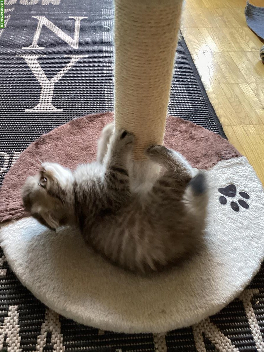 Bild 2: Junge Mischling Kitten aus kleiner Hobbyzucht