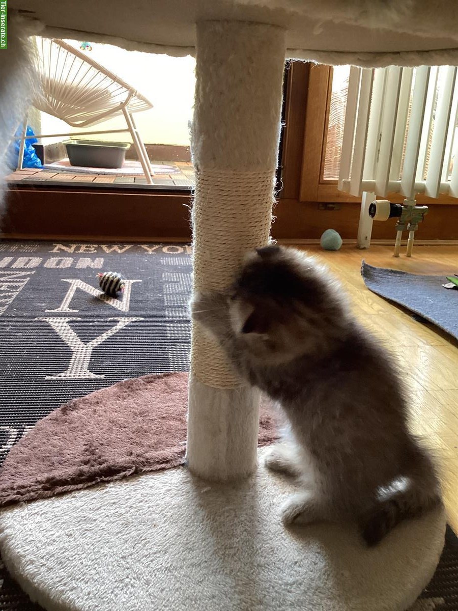 Bild 3: Junge Mischling Kitten aus kleiner Hobbyzucht