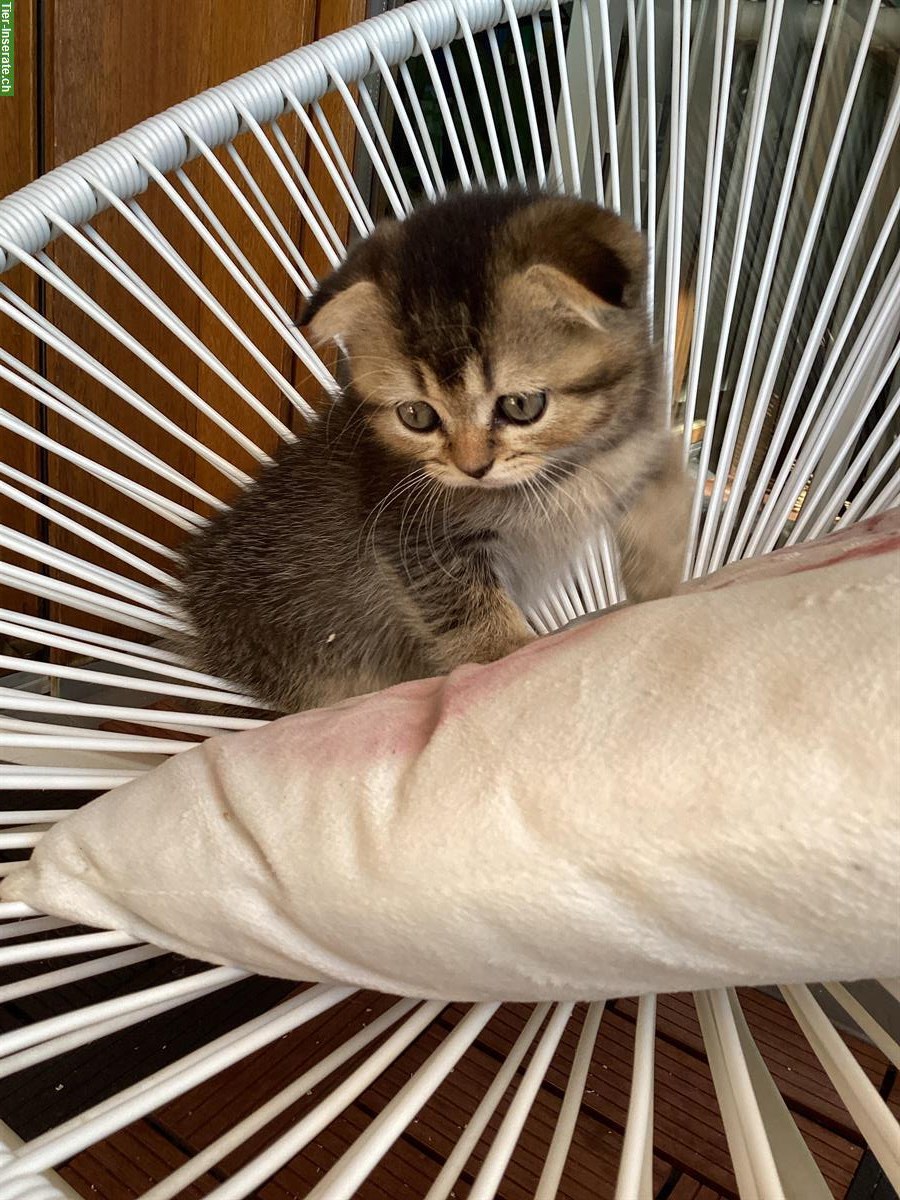 Bild 4: Junge Mischling Kitten aus kleiner Hobbyzucht