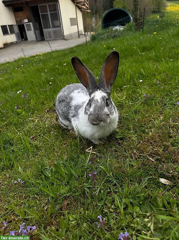 Schweizer Schecken / deutscher Riesen Mix Kaninchen