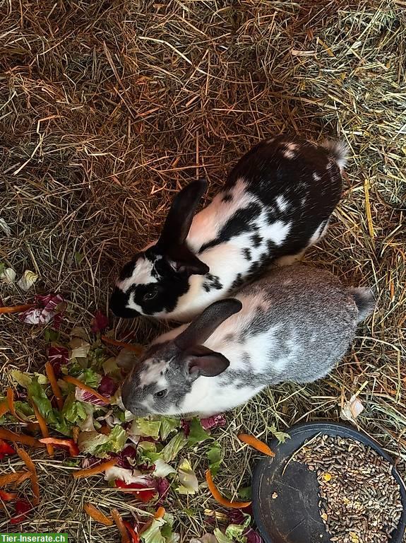 Bild 2: Schweizer Schecken / deutscher Riesen Mix Kaninchen