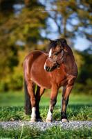 Bodenarbeits-Beteiligung für Pony Fan im ZH-Oberland