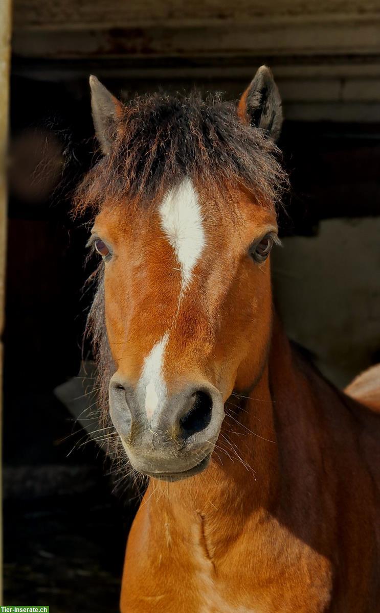 Bild 2: Bodenarbeits-Beteiligung für Pony Fan im ZH-Oberland