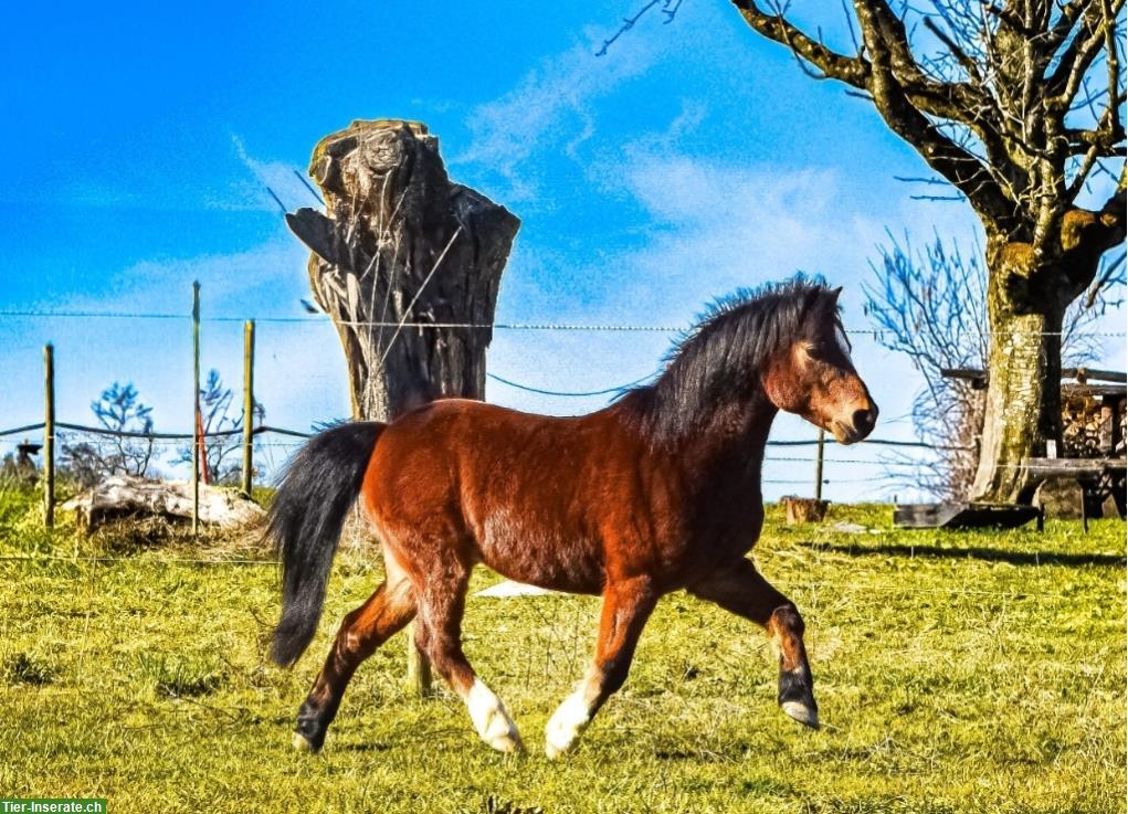 Bild 3: Bodenarbeits-Beteiligung für Pony Fan im ZH-Oberland