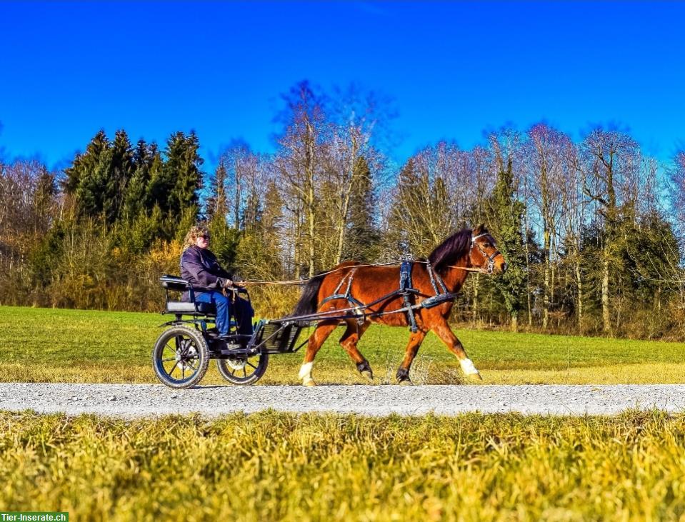 Bild 4: Bodenarbeits-Beteiligung für Pony Fan im ZH-Oberland