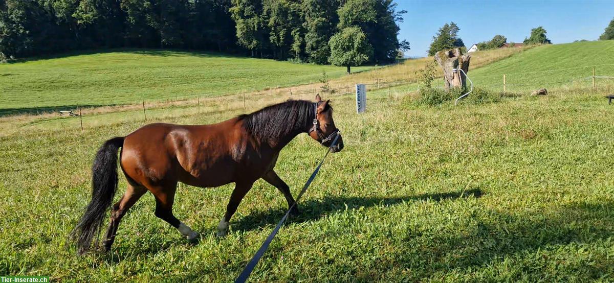 Bild 5: Bodenarbeits-Beteiligung für Pony Fan im ZH-Oberland