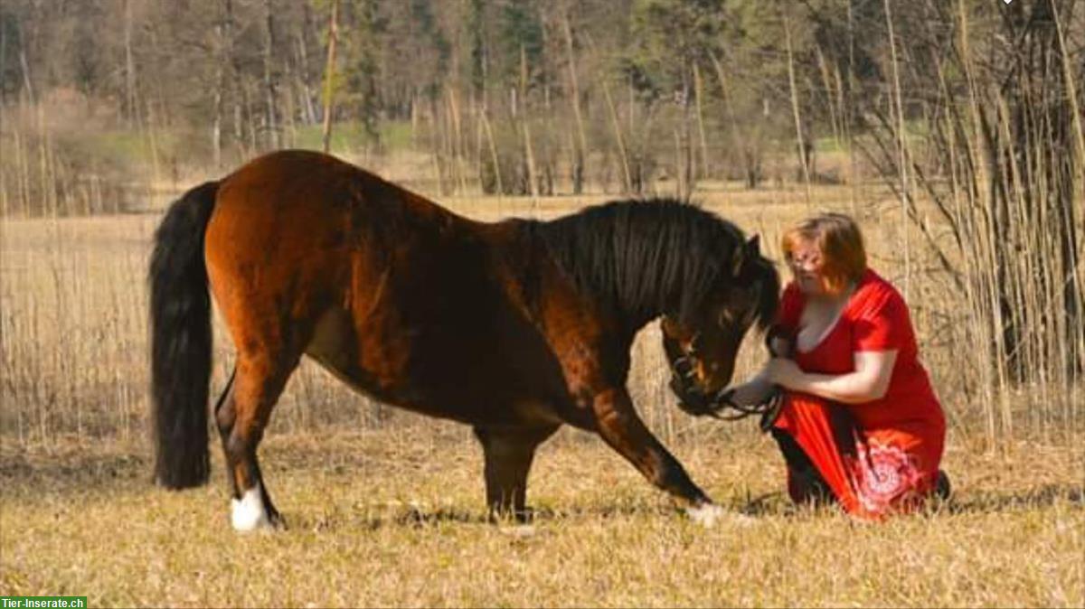 Bild 7: Bodenarbeits-Beteiligung für Pony Fan im ZH-Oberland