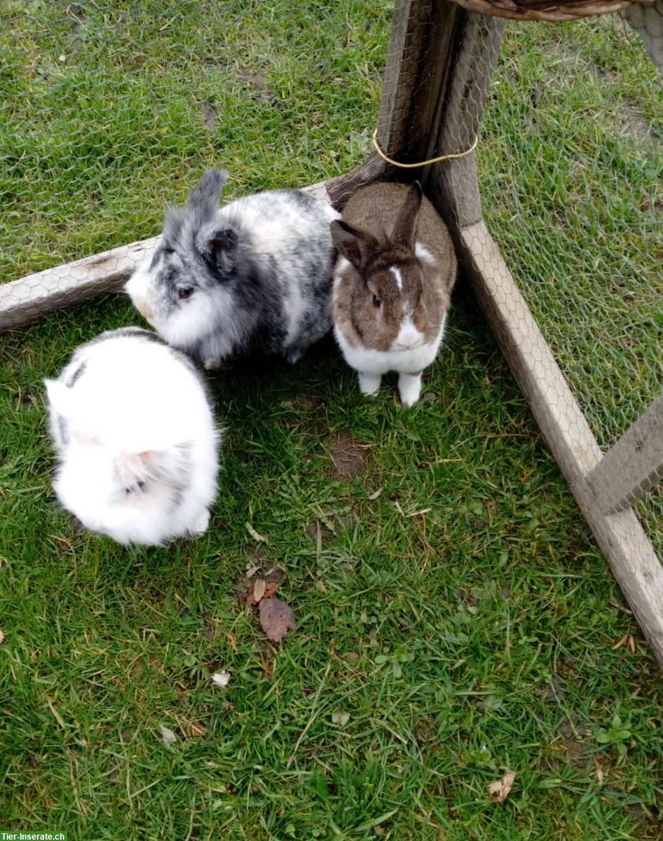 Zwergkaninchen Löwenköpfli abzugeben
