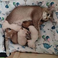 Liebe Tonkanesen-Kitten, verspielt und menschenbezogen