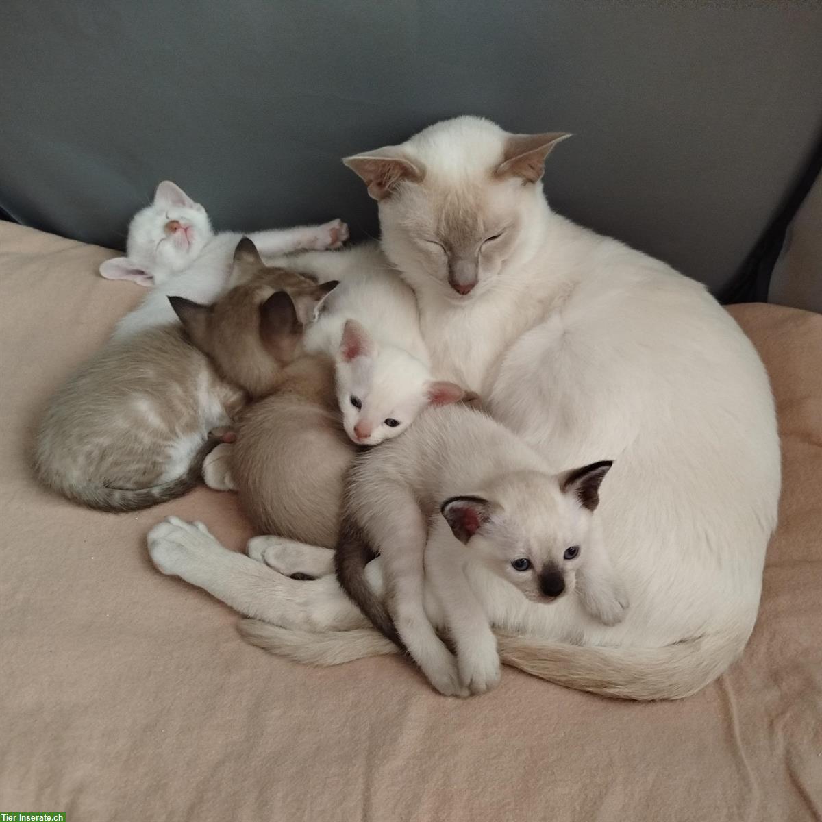 Bild 2: Liebe Tonkanesen-Kitten, verspielt und menschenbezogen