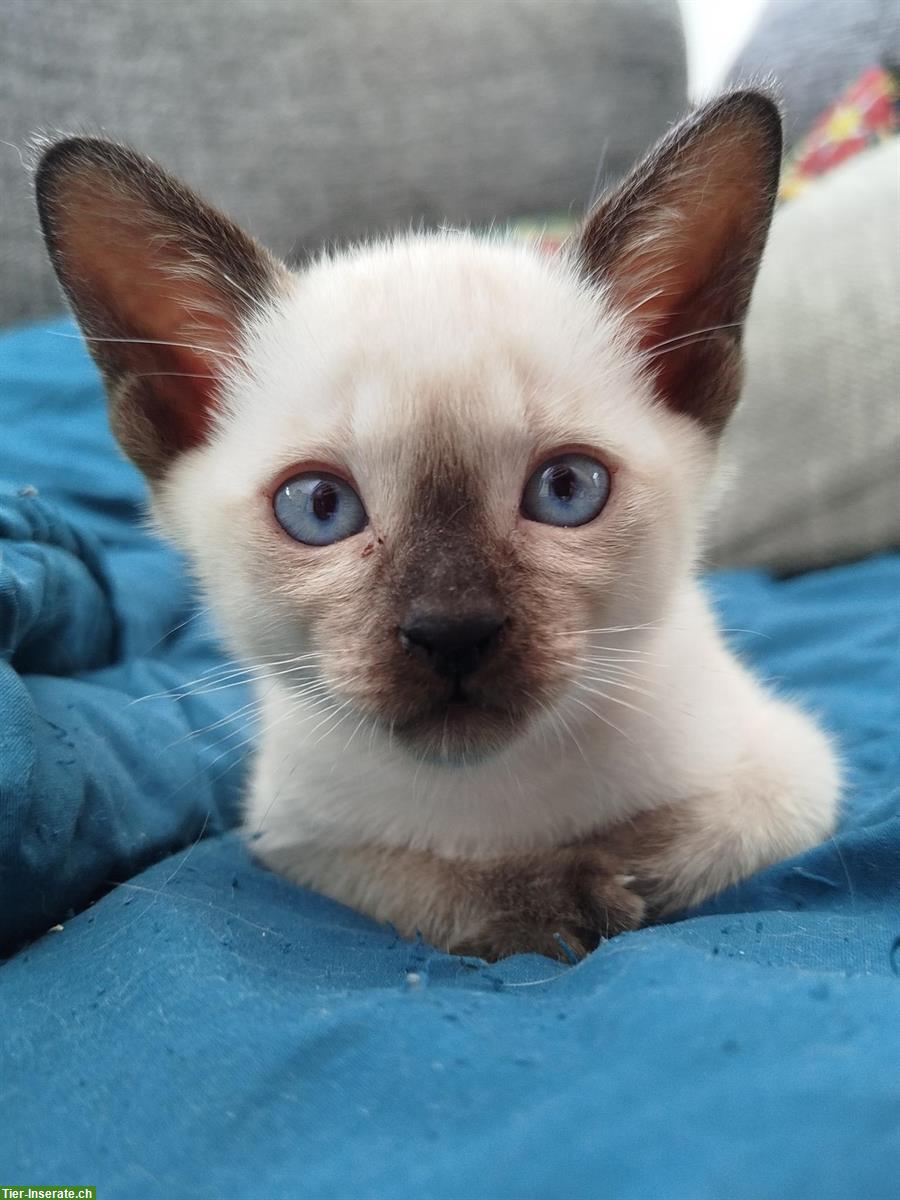 Bild 3: Liebe Tonkanesen-Kitten, verspielt und menschenbezogen