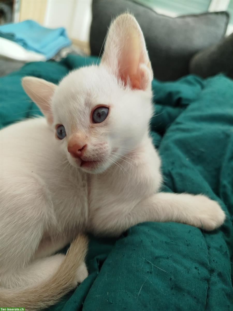 Bild 4: Liebe Tonkanesen-Kitten, verspielt und menschenbezogen