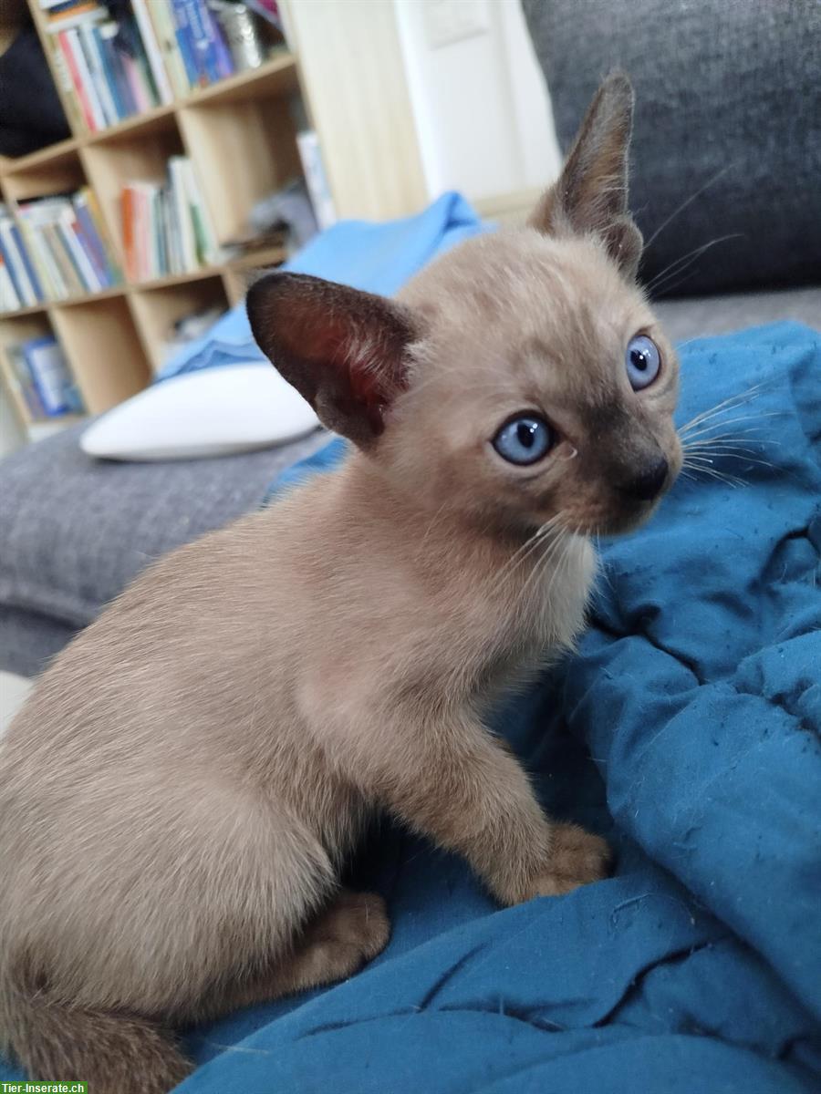 Bild 5: Liebe Tonkanesen-Kitten, verspielt und menschenbezogen