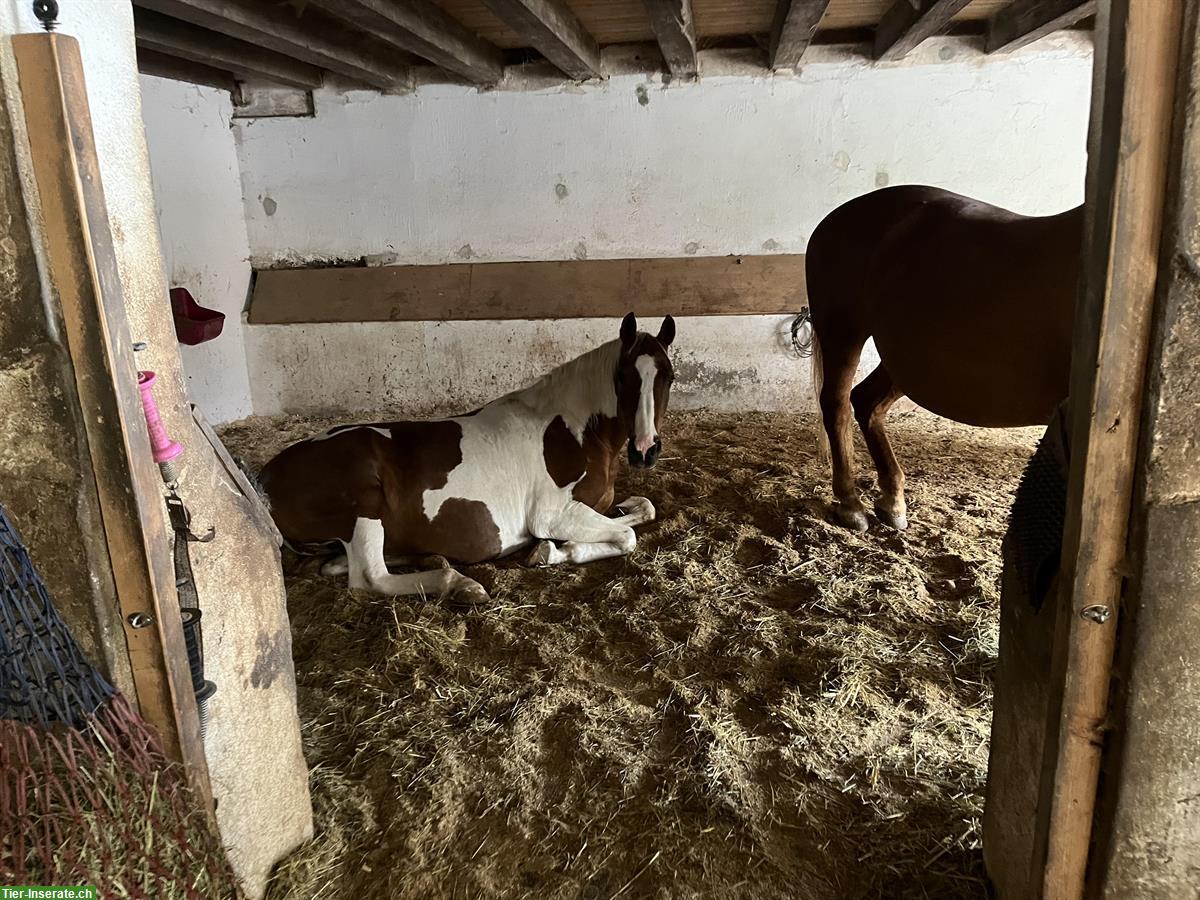 Bild 2: Offenstallplatz an Pony abzugeben, Hohentannen TG