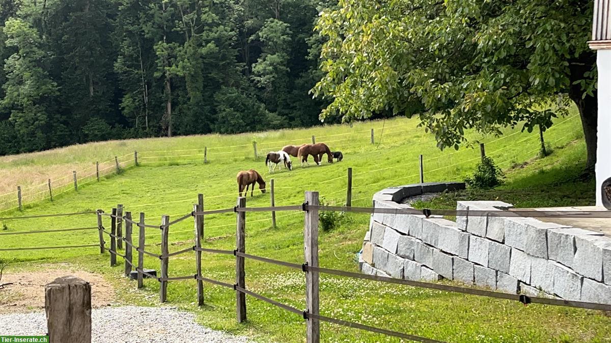 Bild 3: Offenstallplatz an Pony abzugeben, Hohentannen TG