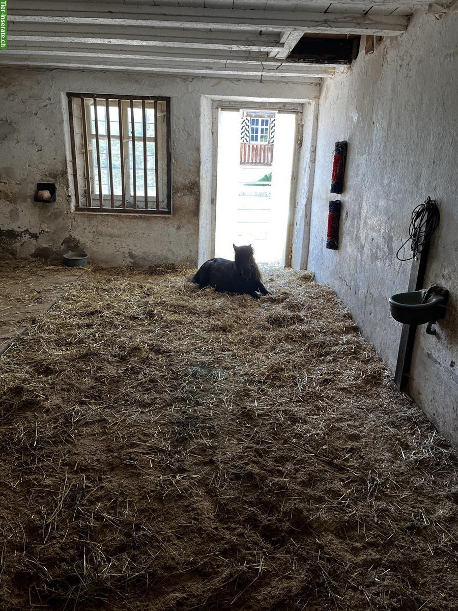 Bild 4: Offenstallplatz an Pony abzugeben, Hohentannen TG