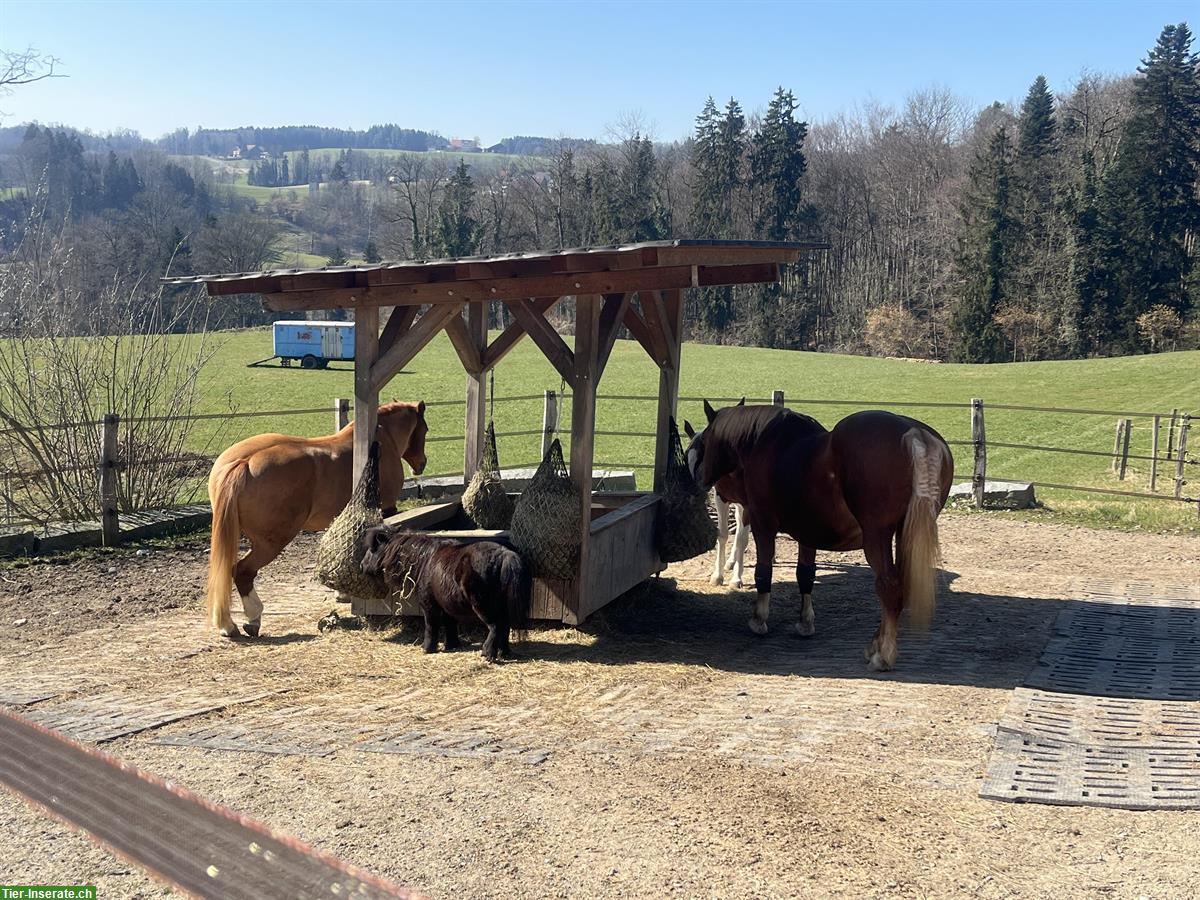 Bild 5: Offenstallplatz an Pony abzugeben, Hohentannen TG