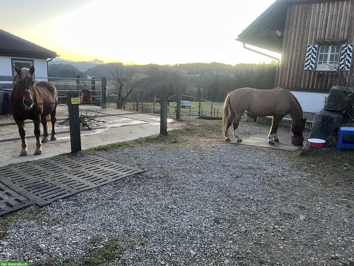 Bild 6: Offenstallplatz an Pony abzugeben, Hohentannen TG
