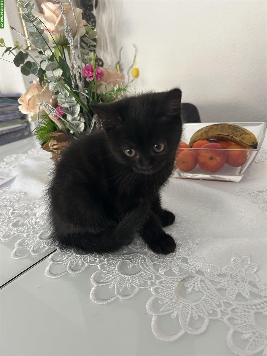 BKH mix Katzenbabys suchen ein Zuhause