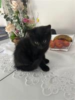 BKH mix Katzenbabys suchen ein Zuhause