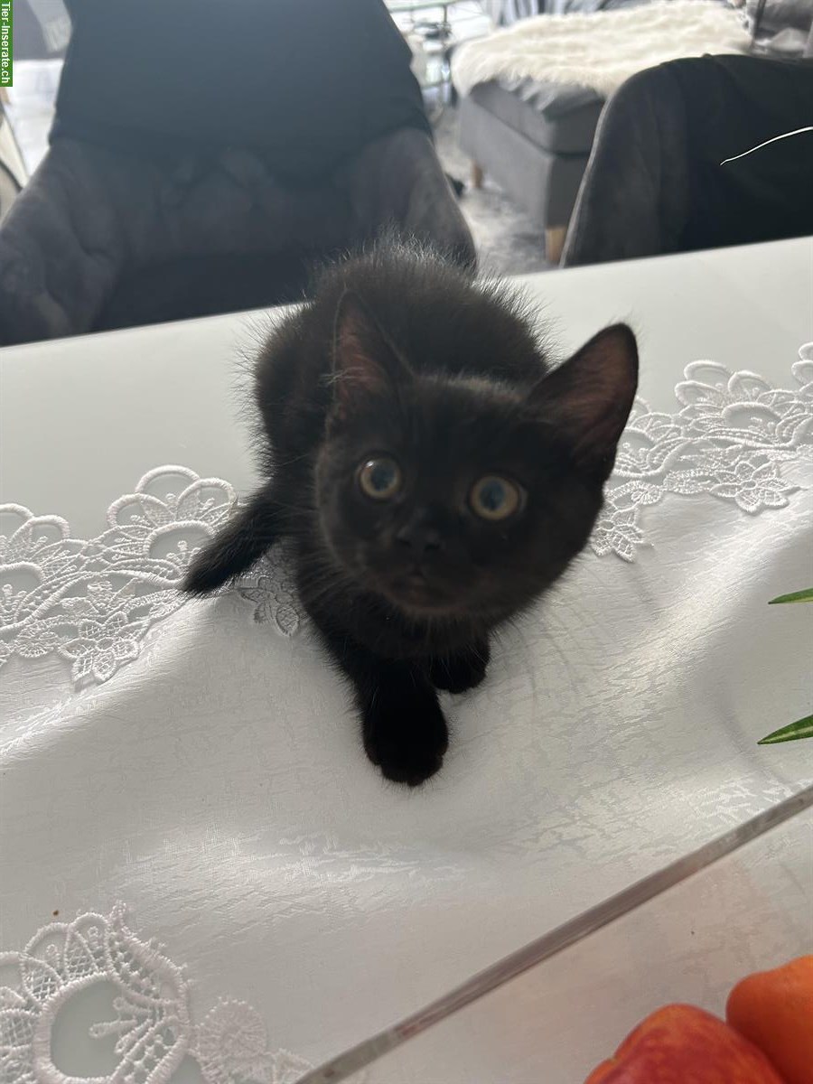 Bild 2: BKH mix Katzenbabys suchen ein Zuhause