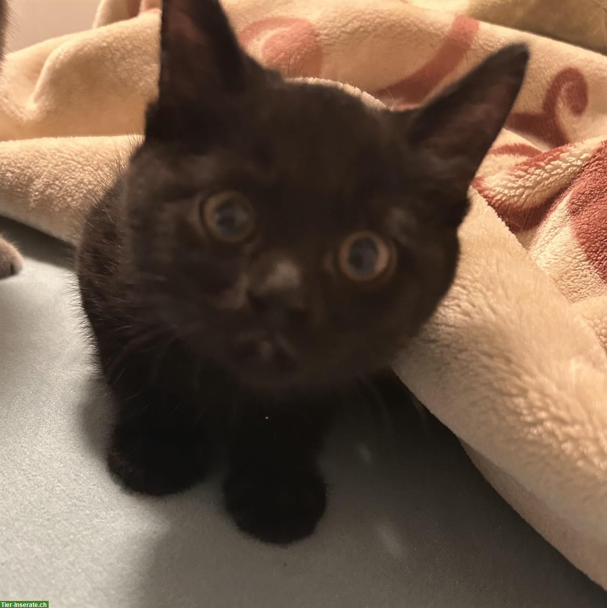 Bild 3: BKH mix Katzenbabys suchen ein Zuhause