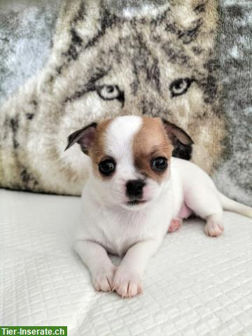 Chihuahua Welpen mit Schweizer Stammbaum SRZ