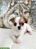 Chihuahua Welpen mit Schweizer Stammbaum SRZ
